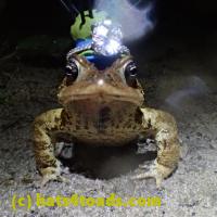 /home//u458753944/public_html/sourcegallery///Roxborough Toad Detour/2013-2019/2018/2018-04-28/P4280024.JPG